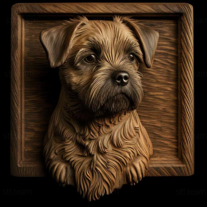 Animals Border Terrier dog